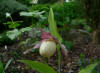 Cypripedium Geisla