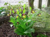 Cypripedium calceolus