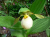 Cypripedium farrerii var.