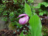 Cypripedium franchetii