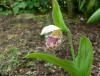 Cypripedium guttatum