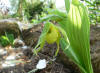 Cypripedium henryi