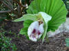 Cypripedium japonica