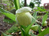 Cypripedium macranthum album