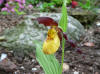 Cypripedium parviflorum