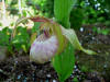 Cypripedium ventricosum