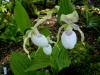 Cypripedium x ventricosum