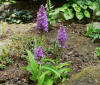 Dactylorhiza foliosa