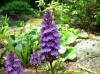 Dactylorhiza foliosa