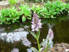 Dactylorhiza maculata ssp. fuschii