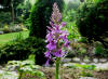 Dactylorhiza x saccifera