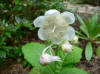 Denanthe bifida "Pink Kii"