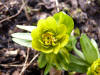 Eranthis hyamalis 'Richard Bish'