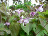 Epimedium Chris Norton