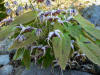 Epimedium acuminatum