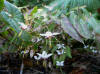 Epimedium dolichostemon OG8100