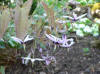 Epimedium fargesii Pink Constellation