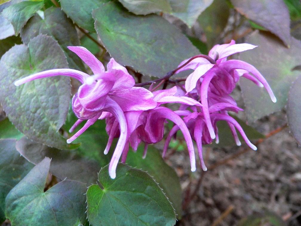 Epimedium grandiflorum Rose Queen