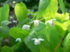 Epimedium setosum