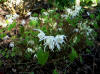 Epimedium x collestris