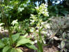 Epipactis palustris var. ochroleuca