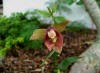 Epipactis royleana