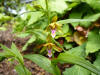 Epipactis thunbergii