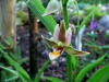 Epipactis veratrifolia