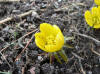 Eranthis cilicica