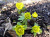 Eranthis hyamalis 'Richard Bish'