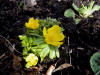 Eranthis hyemalis "Orange Glow"