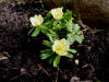 Eranthis hyemalis "Schwefelglanz"