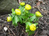 Eranthis hyeamalis fl.pl.