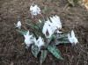 Erythronium Snowflake