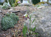 Fritillaria carica