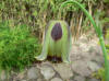 Fritillaria crassifolie