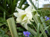 Fritillaria meleagris alba flora plena