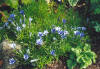 Gentiana White Wings