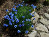 Gentiana sino-ornata 'Eugens Aller Bester'