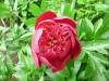 Paeonia "Hari-ai-Nin"