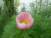 Paeonia tenuifolia Rosea