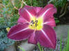 Hemerocallis Lavender Deal