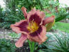 Hemerocallis Bam