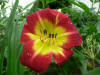 Hemerocallis Christmas Is