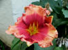 Hemerocallis Dragon Eye