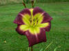 Hemerocallis Night Beacon