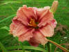 Hemerocallis Romantic Rose