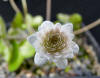 Hepatica nobilis 'Borgholm'