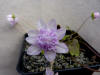 Hepatica henryi flora plena Pink