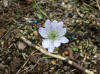 Hepatica nobilis med prikker